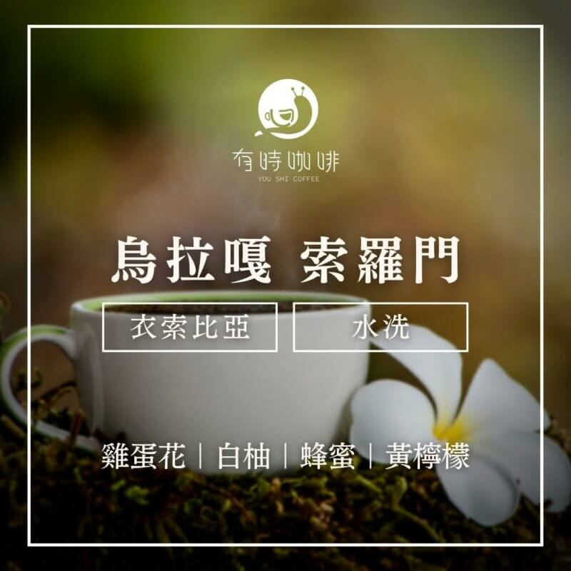 烏拉嘎 索羅門｜衣索比亞｜水洗