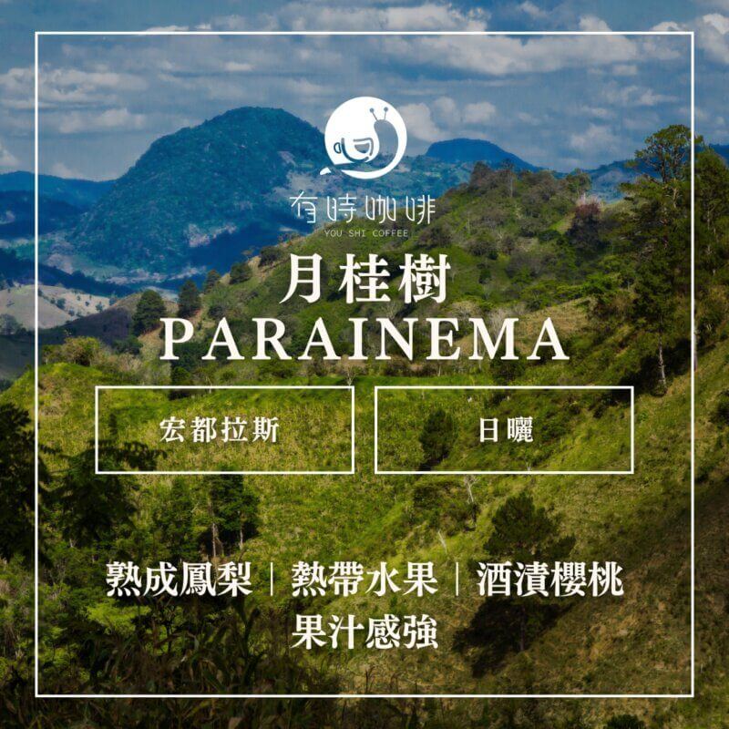 月桂樹 Parainema｜宏都拉斯｜日曬